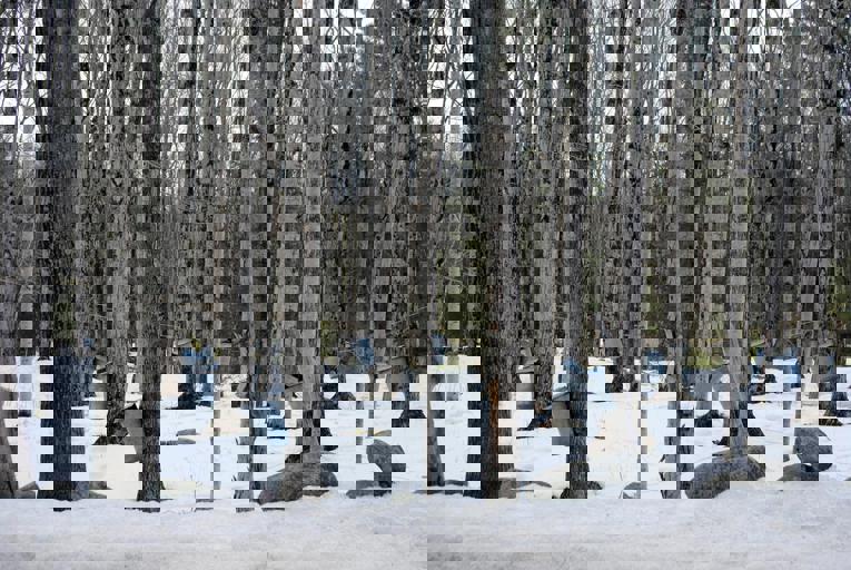 Maple Syrup Co-ops Change the Game for Small Quebec Producers This Spring